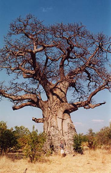 Afrikanischer Affenbrotbaum (Adansonia digitata)